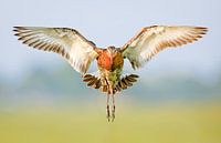 Black-tailed godwit angel