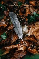 Frühling nach einem Regenschauer