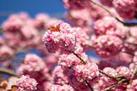 Dreamy pink blossom heralding spring