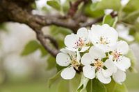 De kracht van bloesem