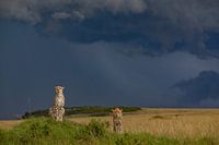 Les guépards pendant l'orage