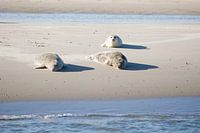 Seals on the mudflats