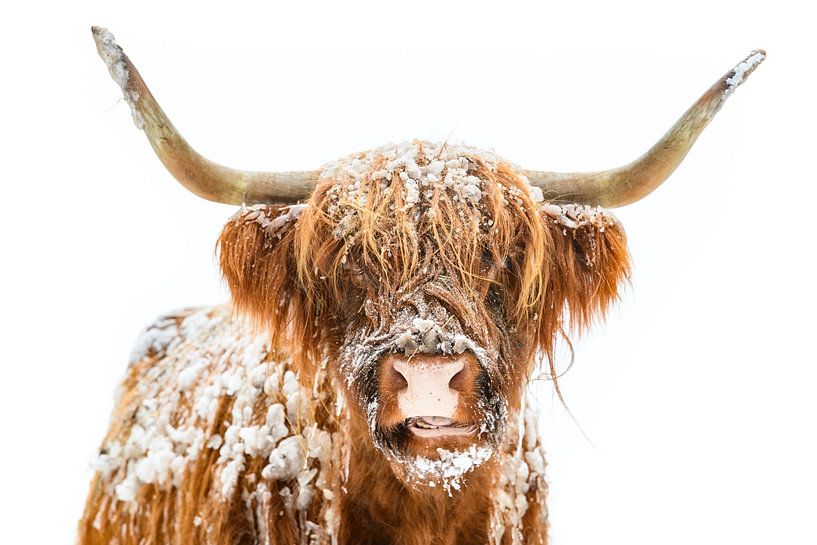 Portrait d'une vache écossaise des Highlands dans la neige par Sjoerd van der Wal Photographie