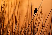 Zingende rietgors in het riet bij zonsondergang