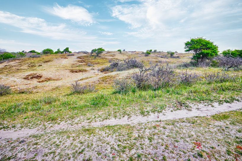 Dunes and water catchment area Amsterdam Water Supply Dunes by eric van der eijk