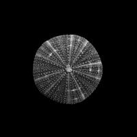 Einsame Muschel in Schwarz und Weiß.