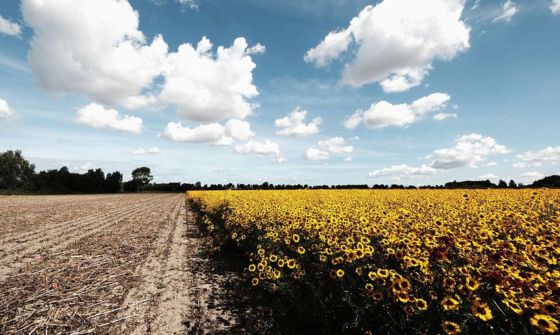 Flower field near Koudekerke by Tom Haak