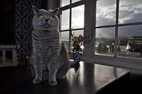 Getigerte Katze im Café De Pont, Amsterdam