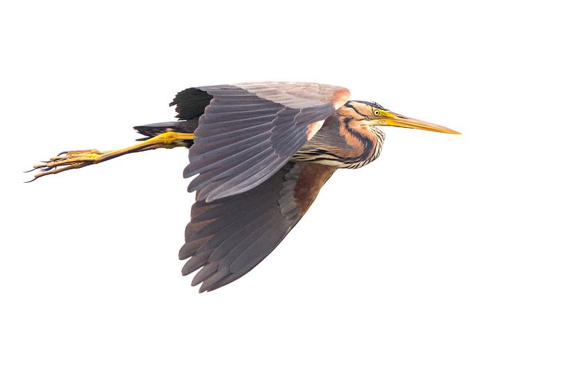 Purple heron in white by Erik Veldkamp