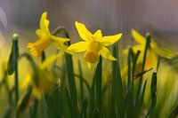 Daffodil flowers bring the early spring
