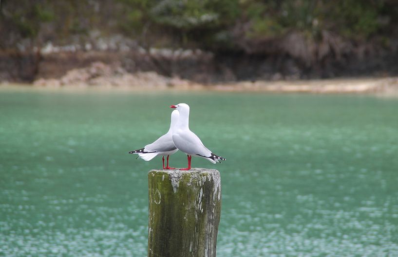 Twee meeuwen op een paal von Tineke Mols