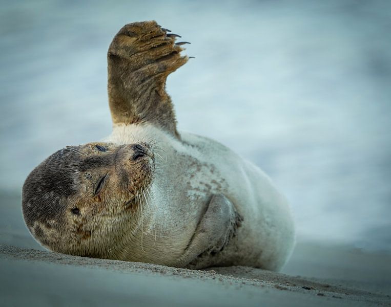 Salut salut, phoque sur la plage de Katwijk par Dirk van Egmond