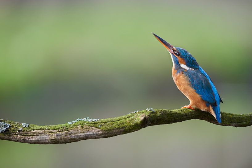 Kingfisher by Kingfisher.photo - Corné van Oosterhout