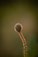 Poppy in bud