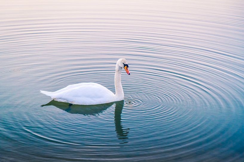 Serene Schwan im Wasser bei Sonnenuntergang von Reversepixel Photography