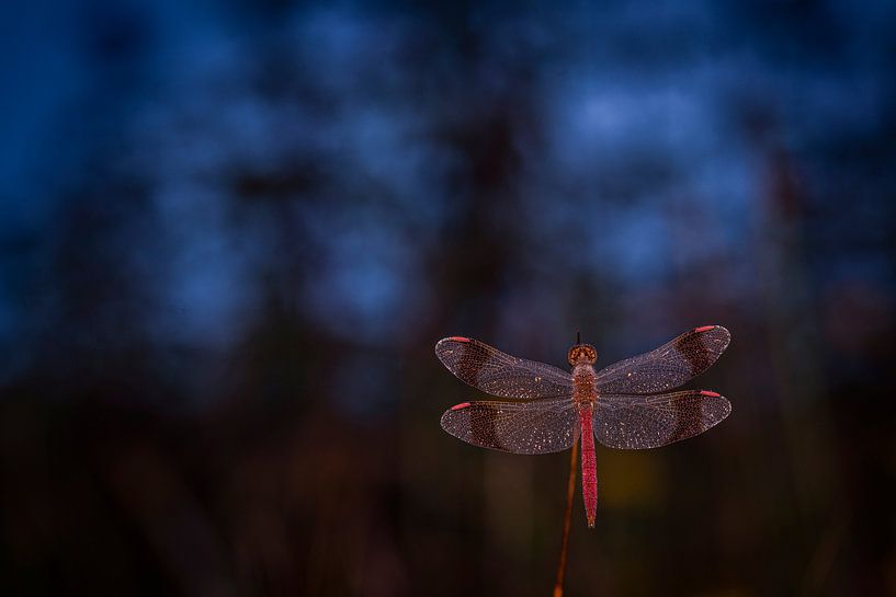 Bandheidelibel dans la nuit par Erik Veldkamp