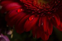 Red Gerbera