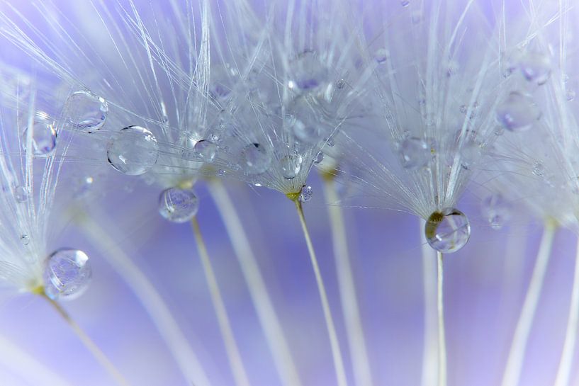 Pissenlit avec des gouttes par Ad Jekel