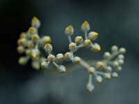 Curry-Pflanze in der Knospe