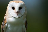 Gros plan sur une chouette effraie