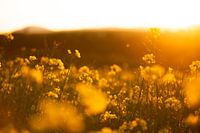Rape field in the sunset