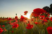Poppies in the setting sun
