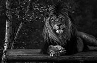 Un lion africain dans le vent