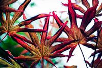 Japanese Maple