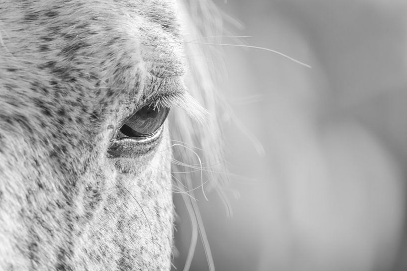 Ich sehe dich (IV) (schwarz-weiß) von Kris Hermans