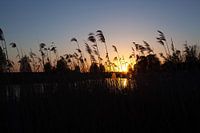 Zonsondergang in de Polder
