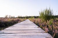A path through the moors