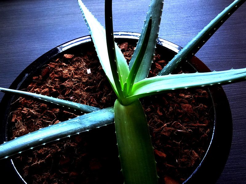Kamerplant: Aloë Vera 1-5 von MoArt (Maurice Heuts)