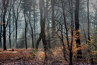 Fog in the woods near Auterlitz