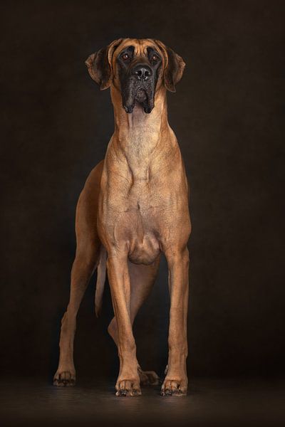 Deutsche Dogge (Hunde) von Patrick Reymer