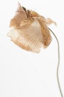 Light pink flower minimalist close-up photo