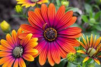 Flowers | Life cycle of colourful Spanish Marguerites
