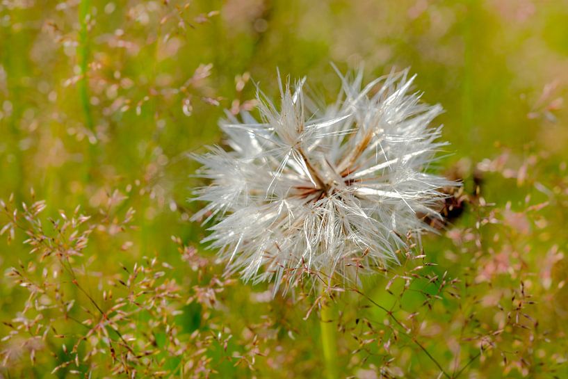 Pusteblume von Kurt Krause