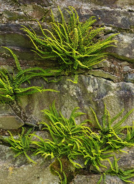 Farne in der Wand (Irland) von Marcel Kerdijk