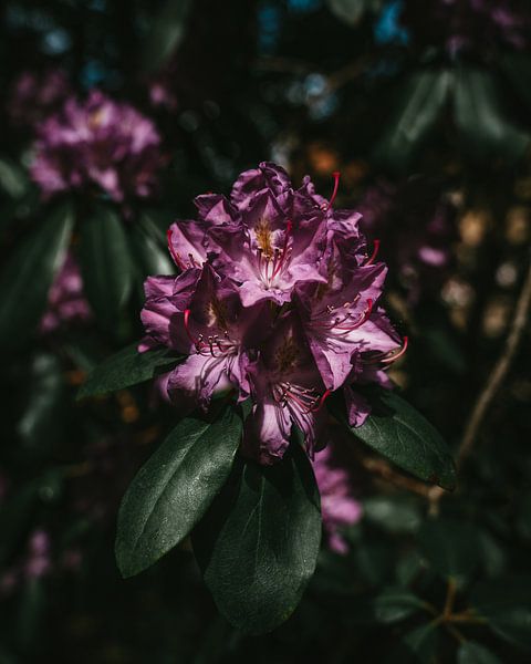 Fleurs par Arnold Maisner