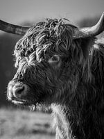 Gros plan sur un highlander écossais