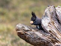 Eichhörnchen mit Nuss