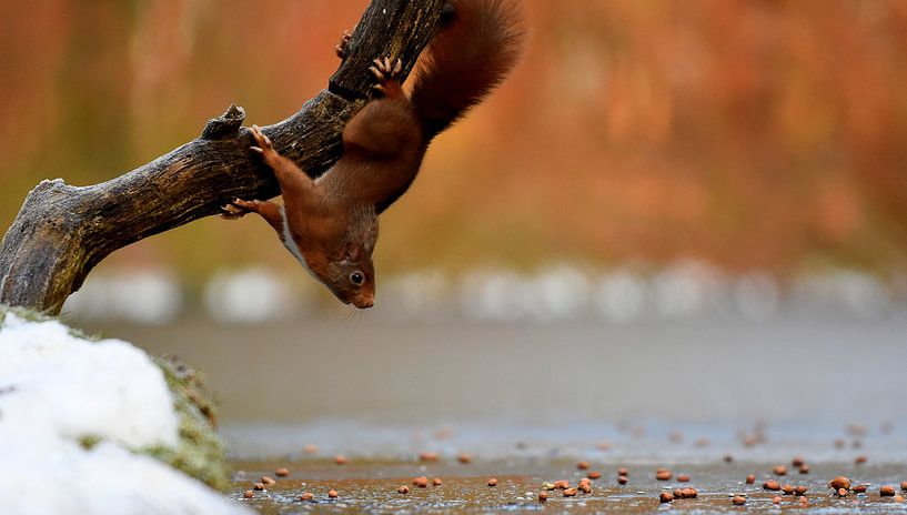 Zoveel lekkernij von Patrick Hartog
