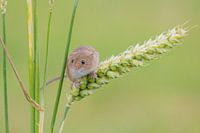 Harvest mouse in grain