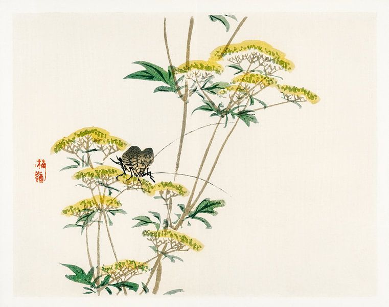 Flanellblume (Actinotus helianthi) von Kōno Bairei von Studio POPPY