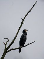 Cormorant