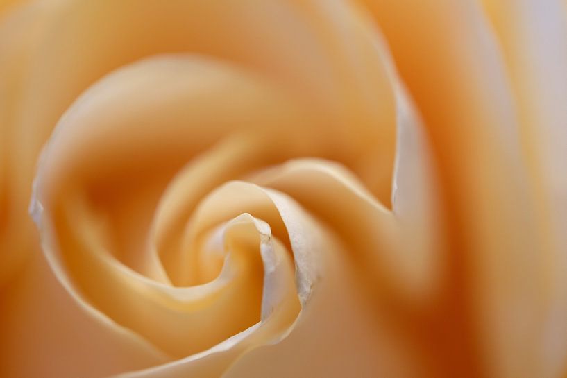 Soft Swirl by Rudy De Maeyer