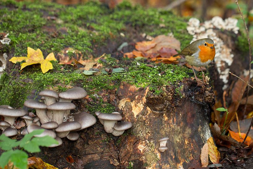 Roodborstje op mos met oesterzwam by Monique Hassink