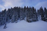 Winterbäume mit Schnee im Alpbachtal, Tirol, Österreich