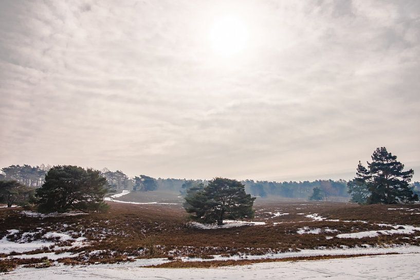 Winters heidelandschap Brunssummerheide par Heleen Pennings