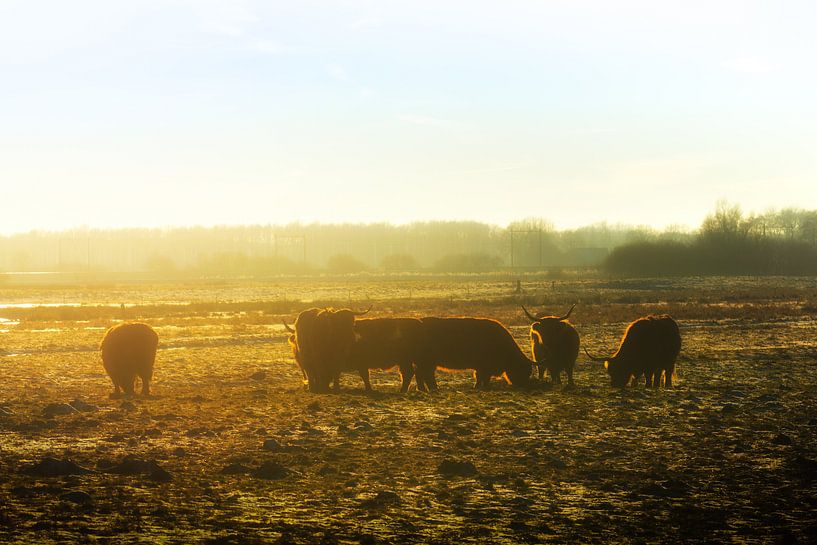 Wintergold by Andrea de Vries